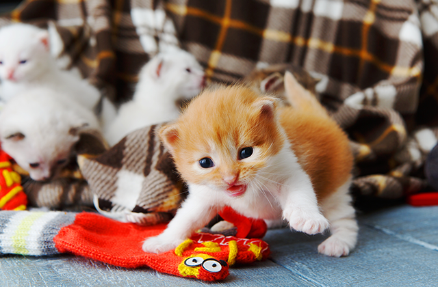 猫のマネをする!