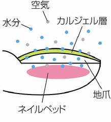 ◆カルジェル ファンデーションコース◆基本〜応用までしっかり学ぶ