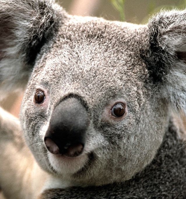 iid テストすくーる